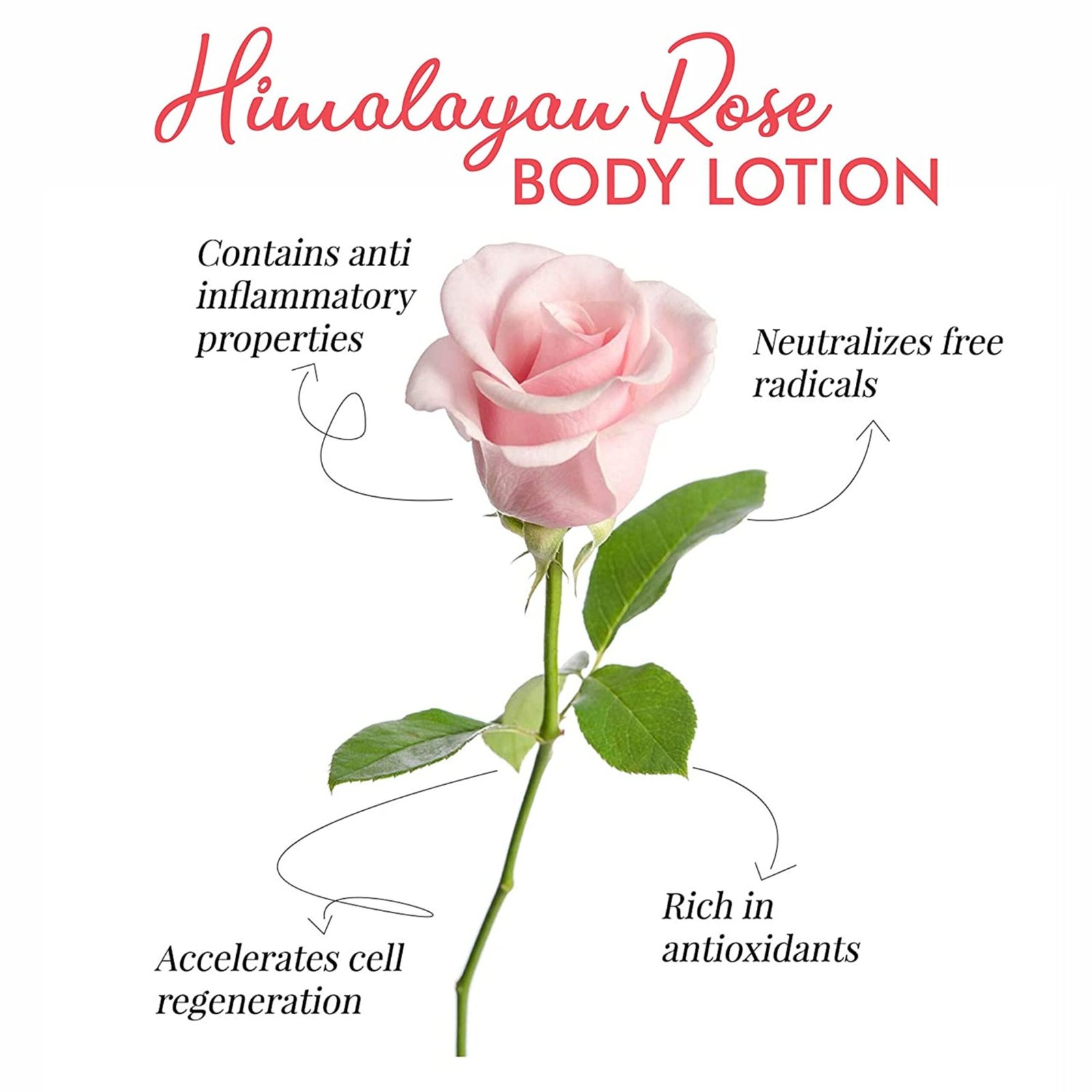 Kayaboost Himalayan Rose Body Lotion (100ml) – 24Hr Moisturizing & Hydrating Body Lotion with Rose Water, Beetroot Extract & Hyaluronic Acid